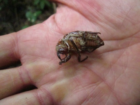 jay holding a locust shell...these things are NOISY at night
